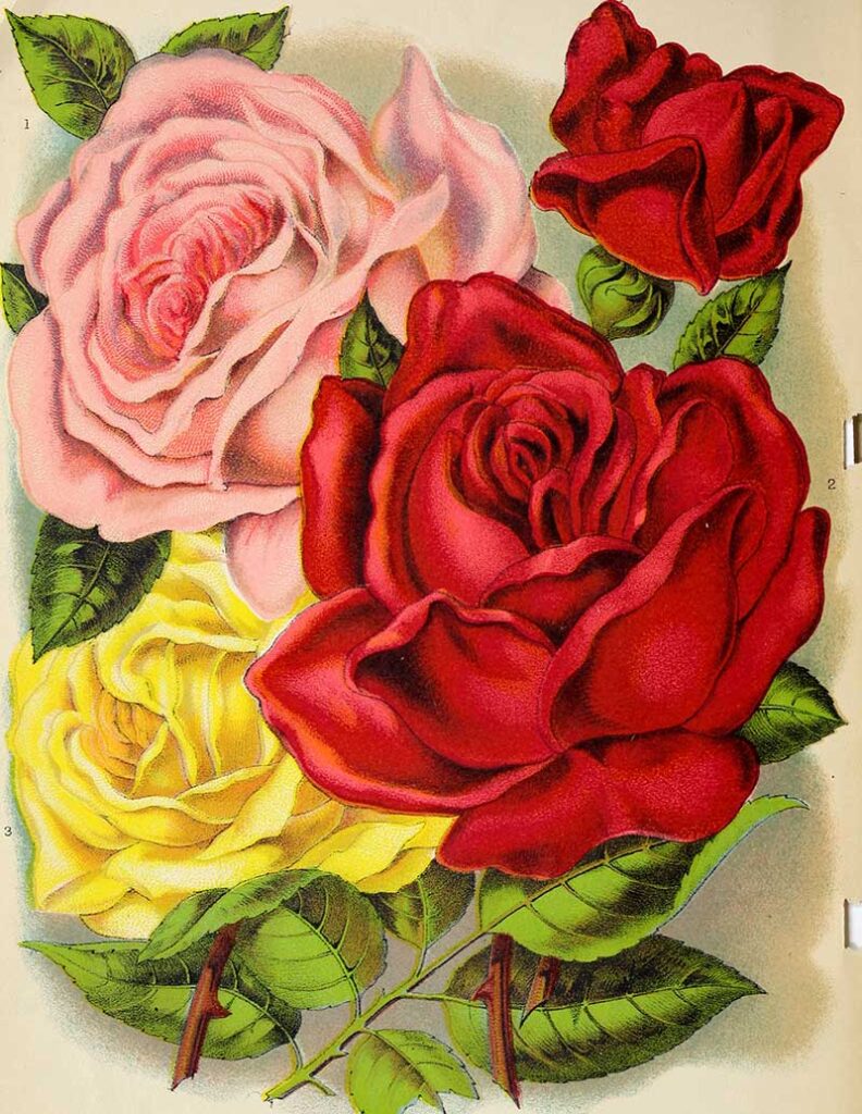 1884 catalog roses
