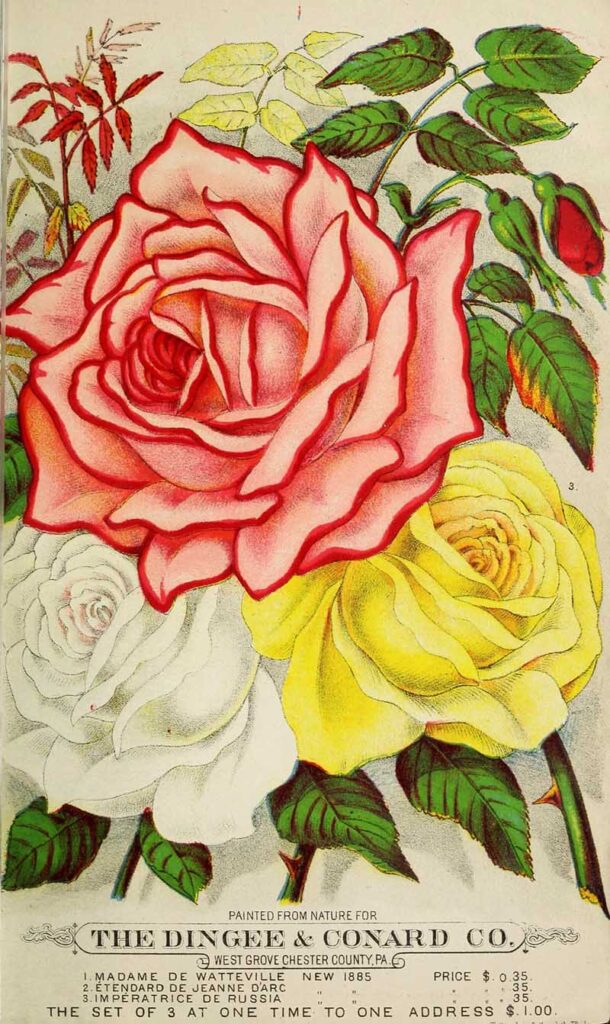 1886 vintage rose illustrations