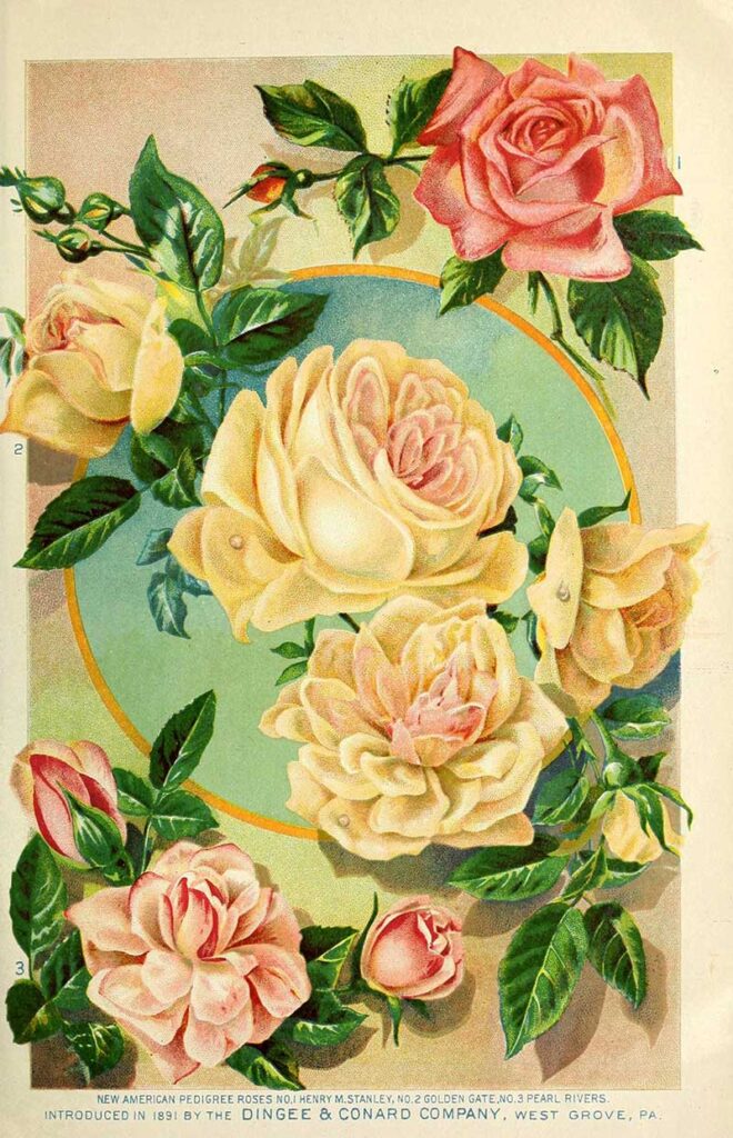 New American Roses 1891