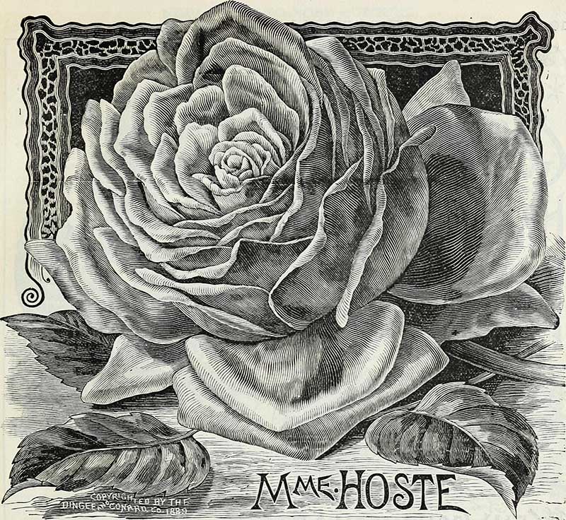Black and white vintage rose drawing