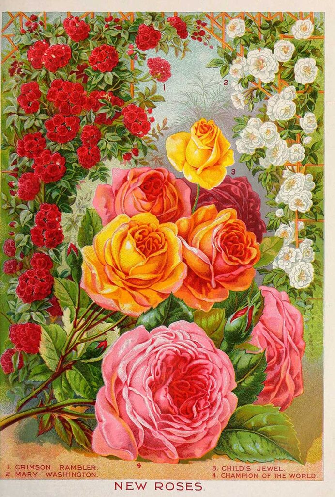 Childs vintage rose illustrations