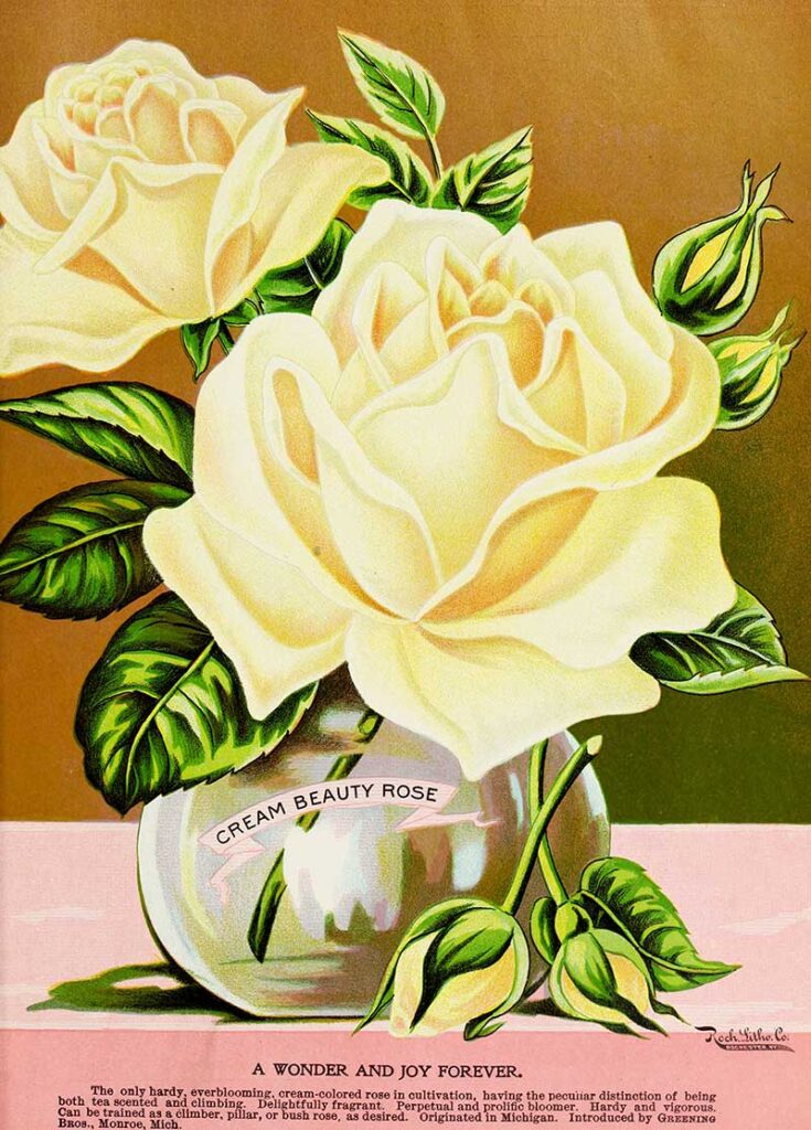 1899 Cream Beauty rose