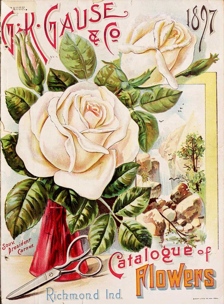 vintage white rose illustrations