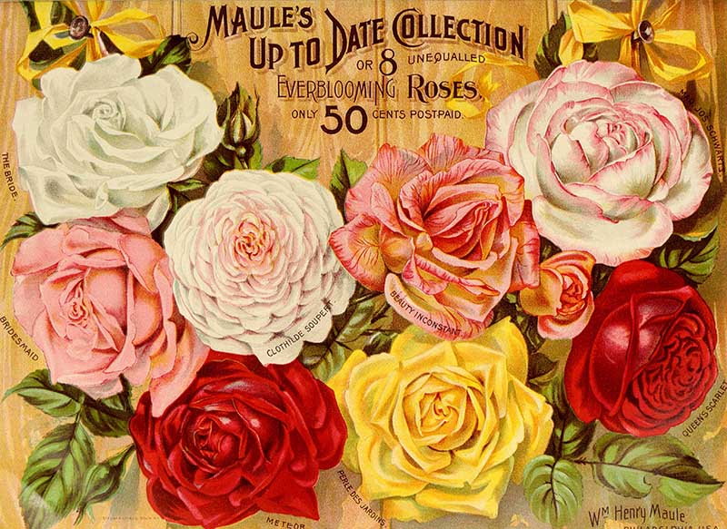 Roses Maule's seed catalog