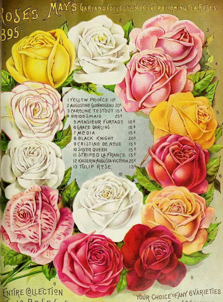 May & Co Tea Roses