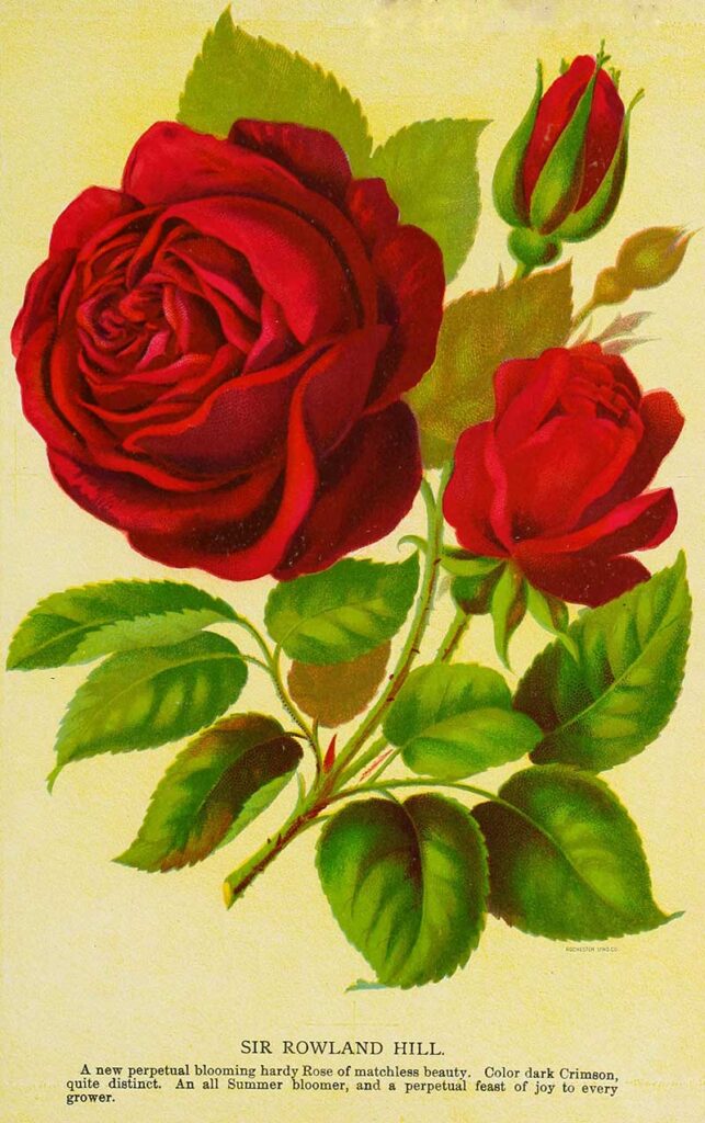 Sir Rowland Hill Rose 1894