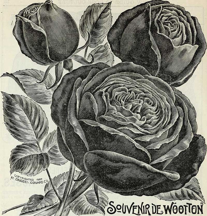 Black and White rose Drawing