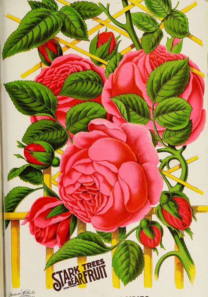 Vintage Climbing Rose Illustration - Stark Fruits 1896