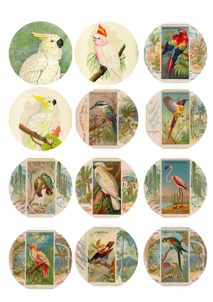 Bird pictures for jar ornaments