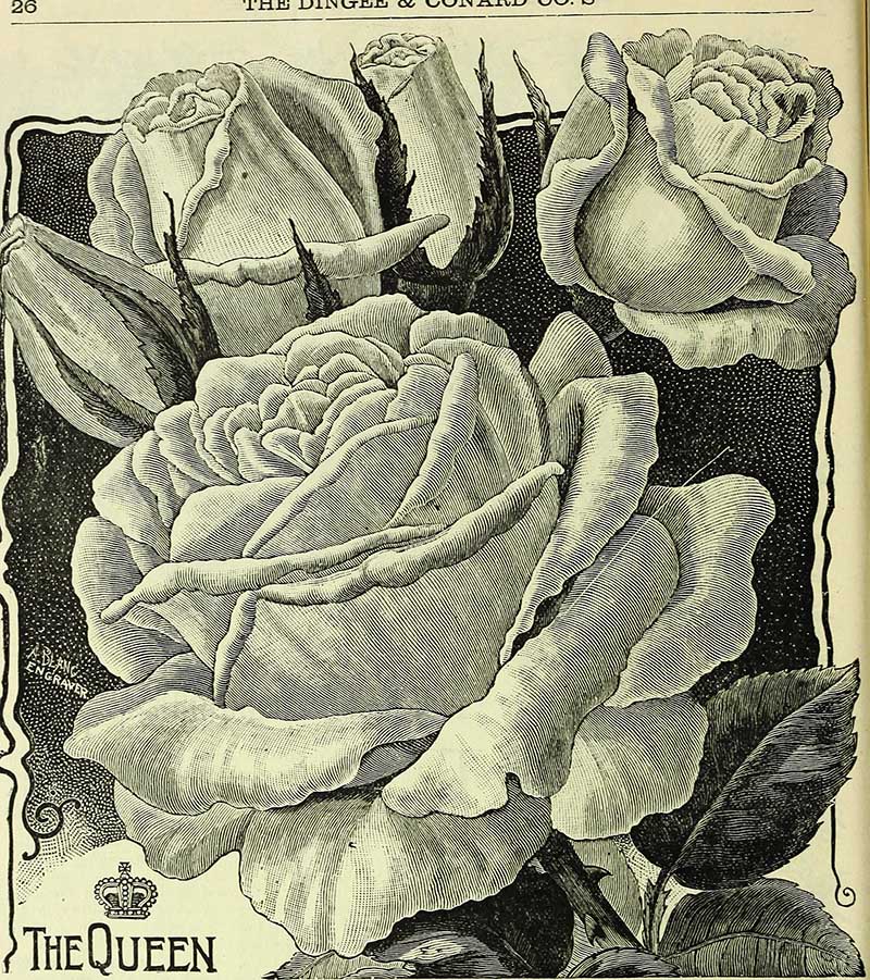 The Queen black and white rose illustration