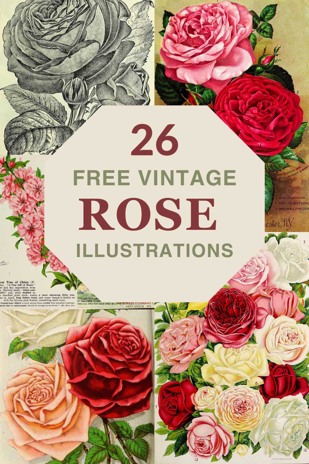 Vintage rose illustrations from catalog covers pin