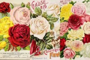 Vintage rose pictures