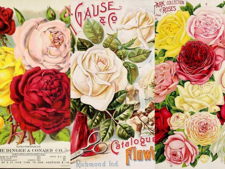 Vintage rose pictures