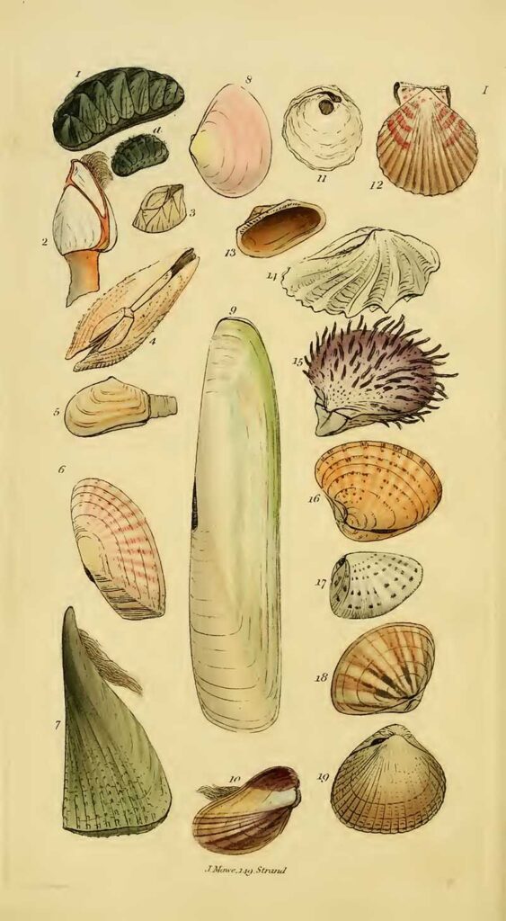 Conchology print mulitvalve and bivalve seashells