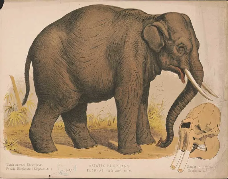 Asiatic Elephant 1874