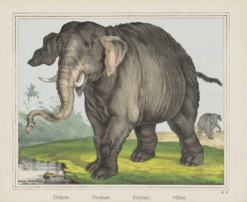 Elephant - Dutch Illustration