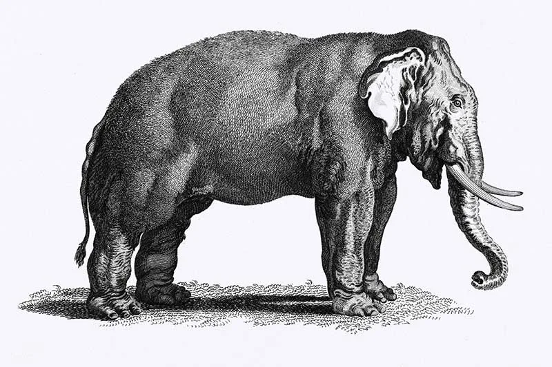 Illustration of Elephant from Zoological lectures delivered at the Royal institution in the years 1806-7 illustrated by George Shaw (1751-1813).