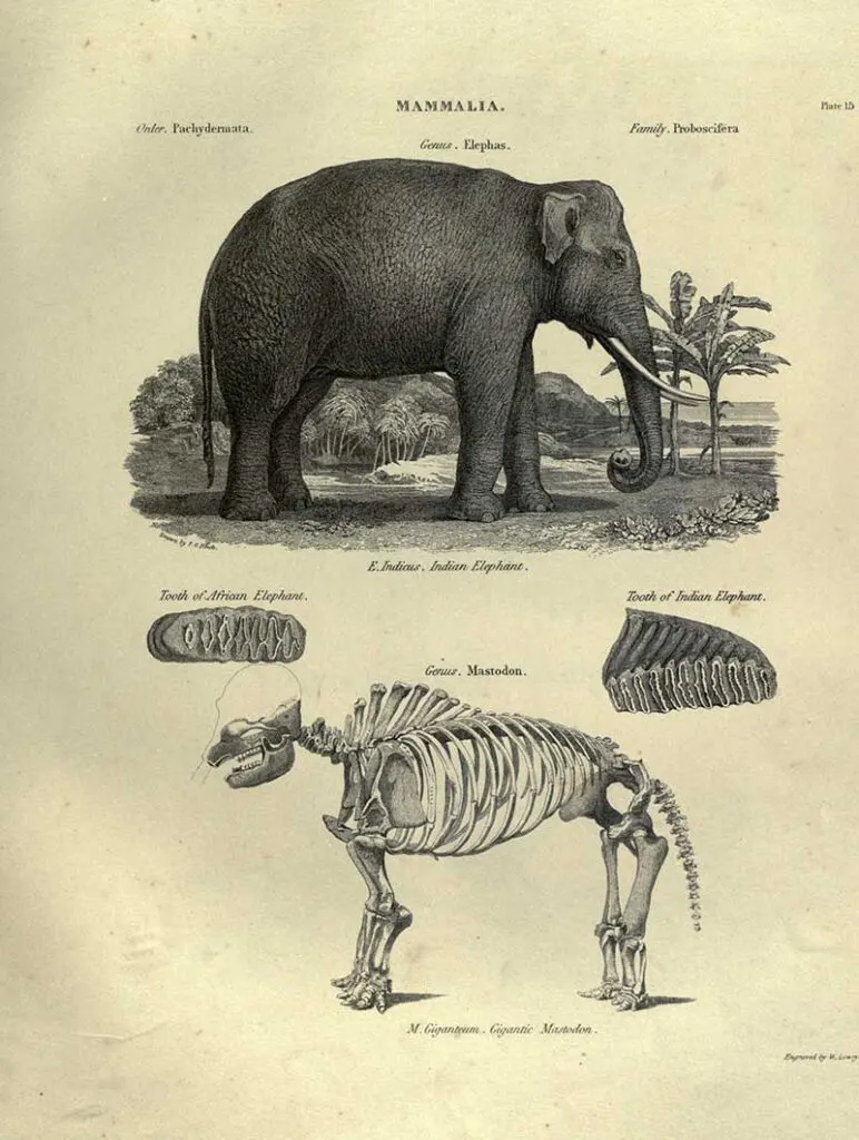 Elephant-and-skeleton-illustration
