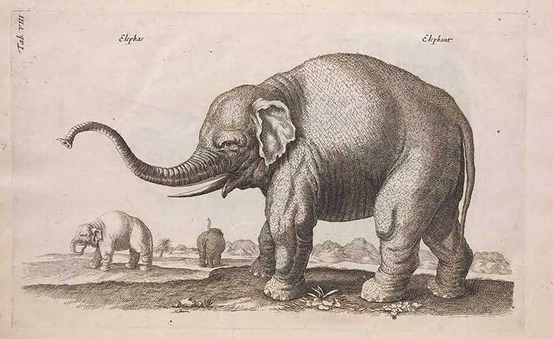 vintage elephant illustrations