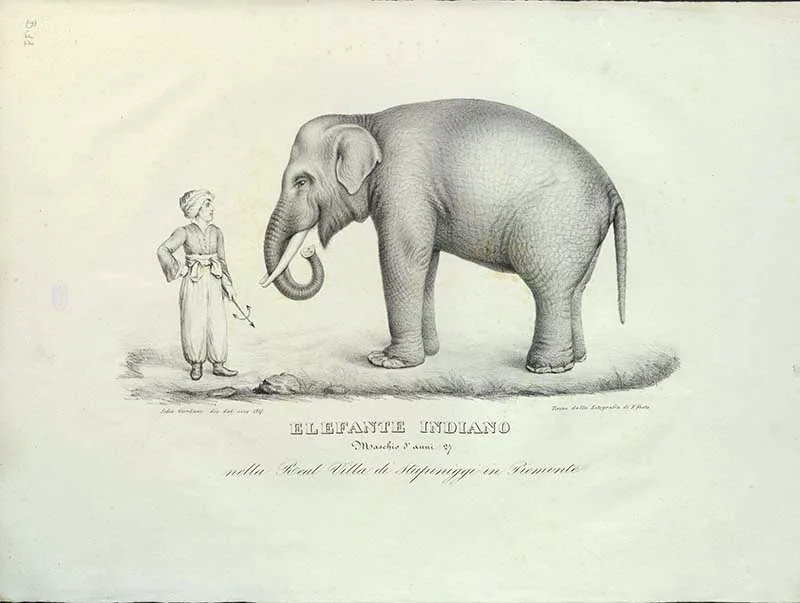 Fritz Indian Elephant illustation