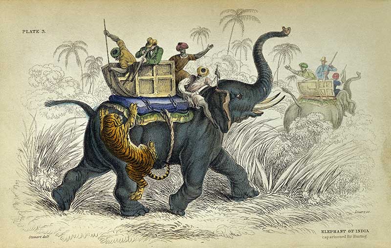 Hunting with elephants
