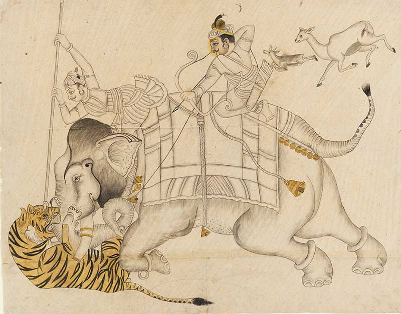 Elephant hunting tiger