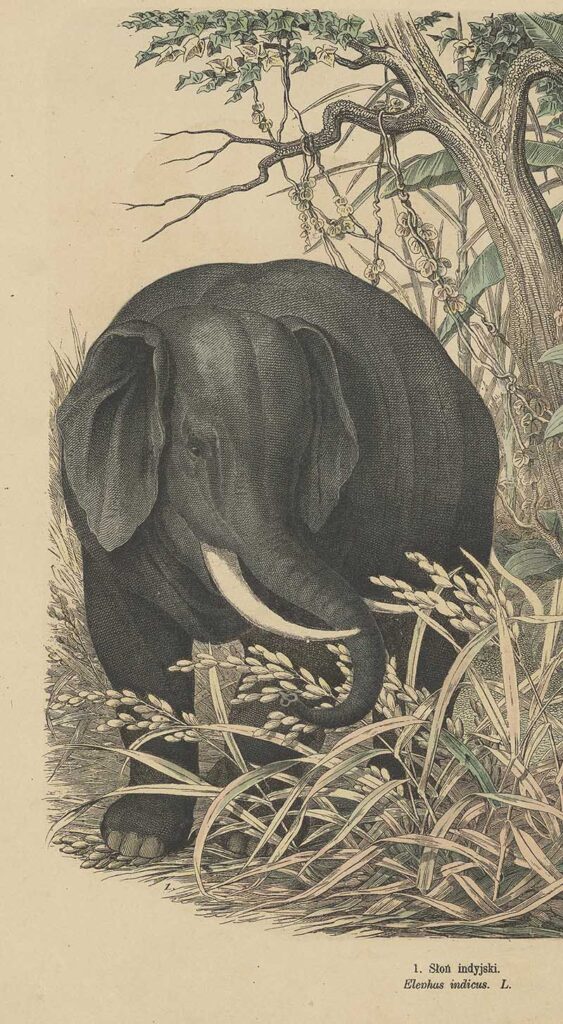 ELEPHANT ILLUSTRATION FROM pOLISH TEXT BOOK