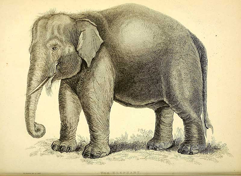 Print from the wonders of the animal kingdom