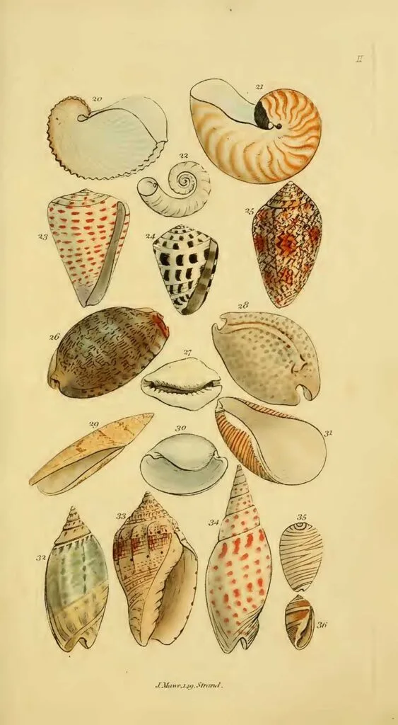 Univalve seashell poster John Mawe