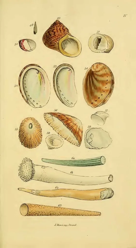Vintage seashell poster John Mawe