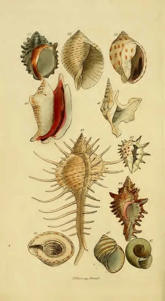 Conchology illustrations spiked shells