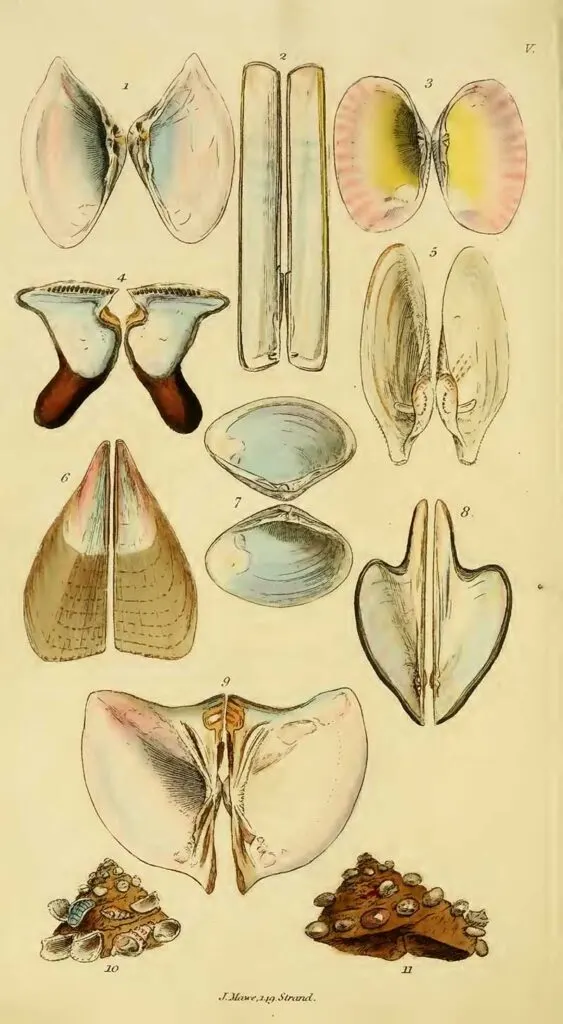 Wodarchs-introduction-to-the-study-of-conchology_plate-5