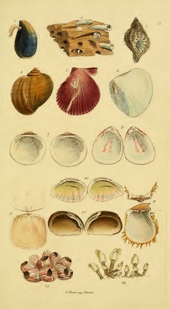 Wodarch's introduction to the study of conchology_plate 6 