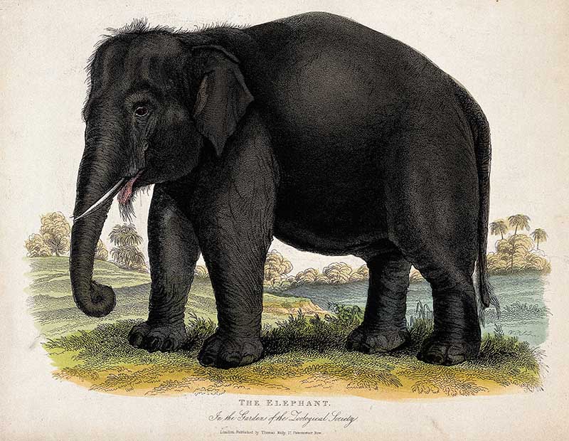 Zoological Society of London; an elephant