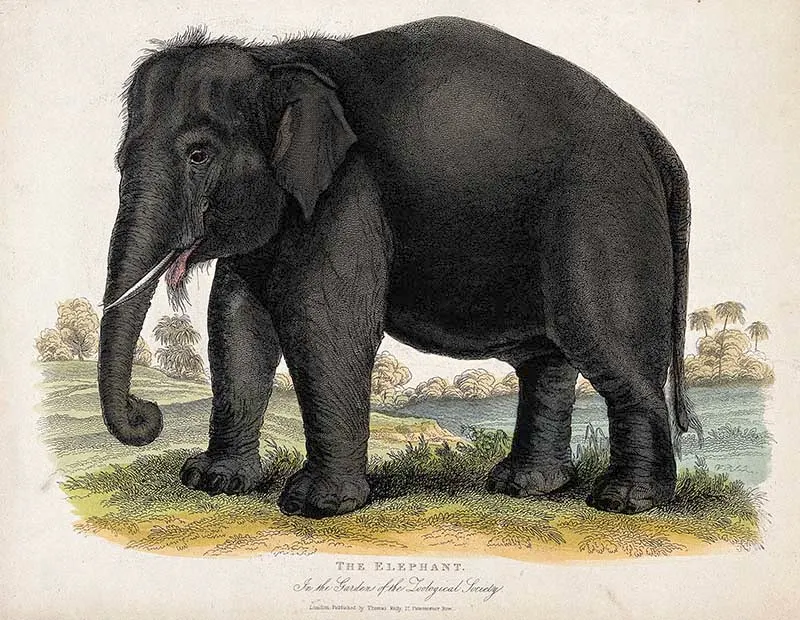 Zoological Society of London; an elephant
