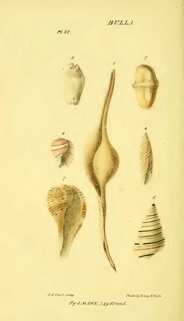 Bulla Seashells
