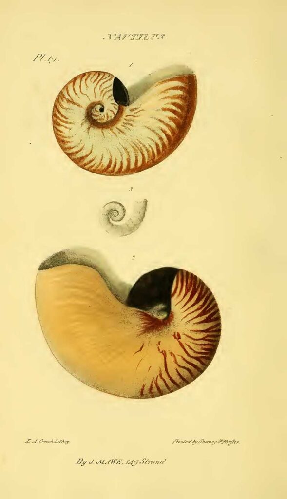 Nautilus seashells