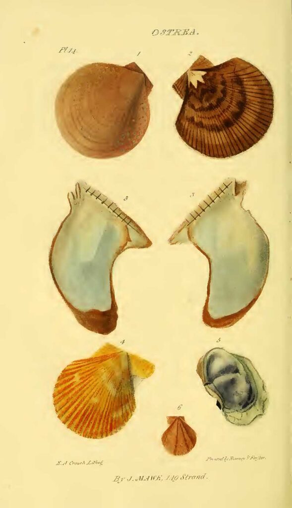 Ostrea, scallop and Pecten seashell illustrations