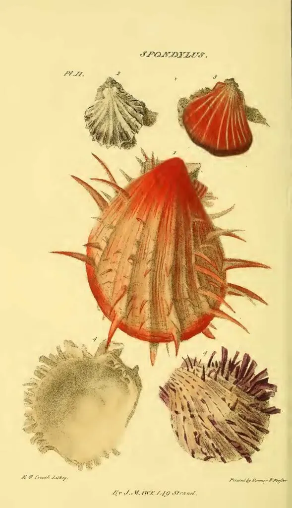 Spondylus Seashells