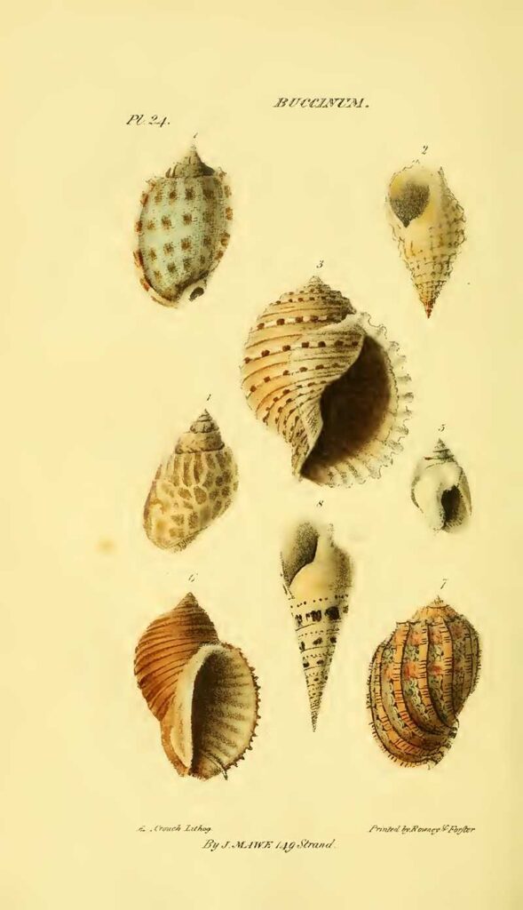 Buccinum seashells