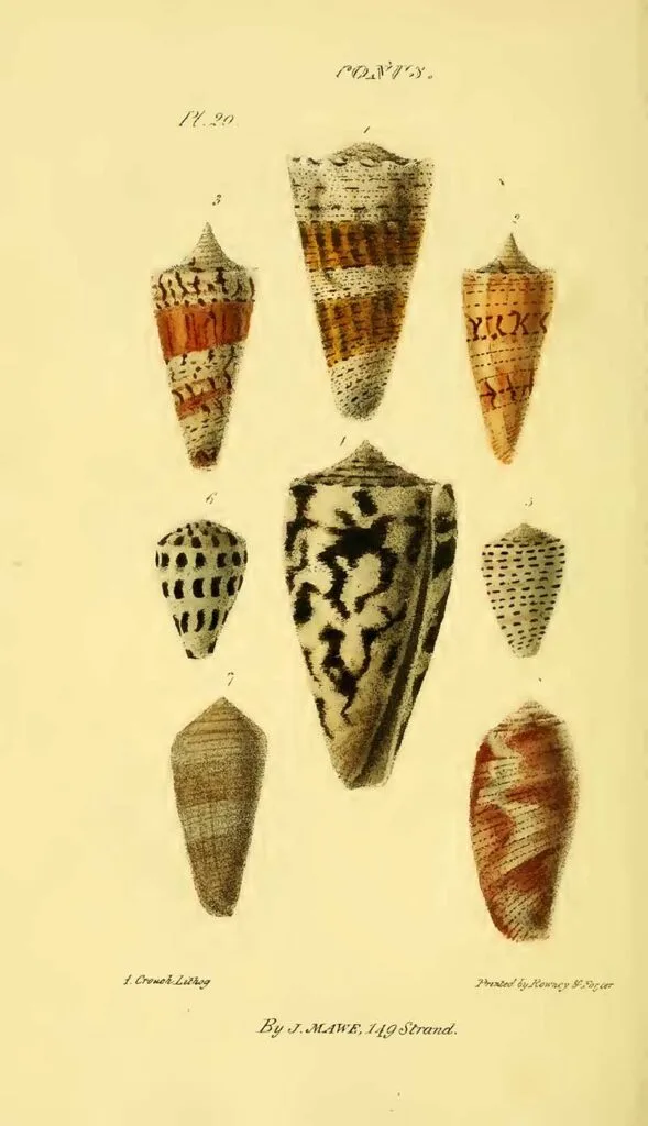 Illustrations of cone seashells