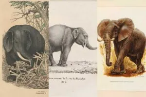 Vintage elephant prints and drawings