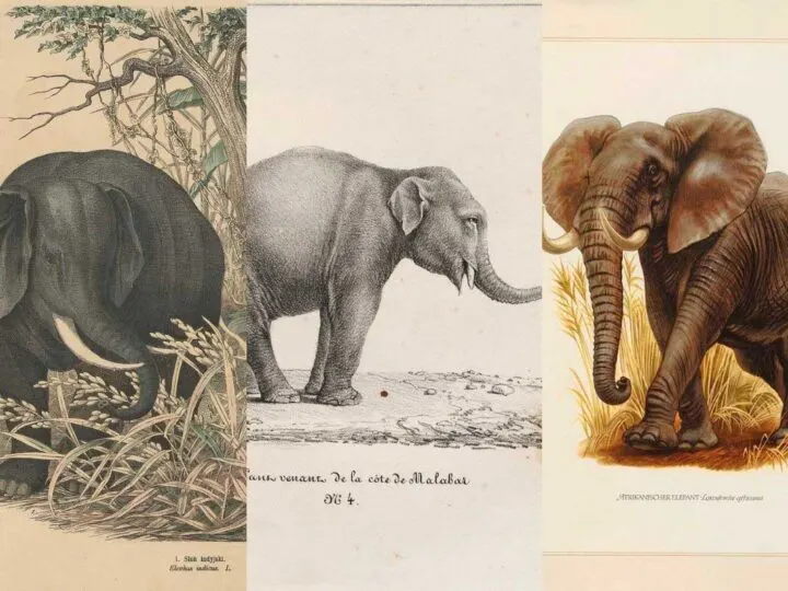 Vintage elephant prints and drawings