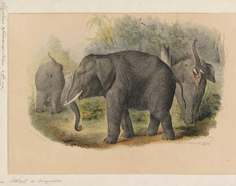 trio of African elephants