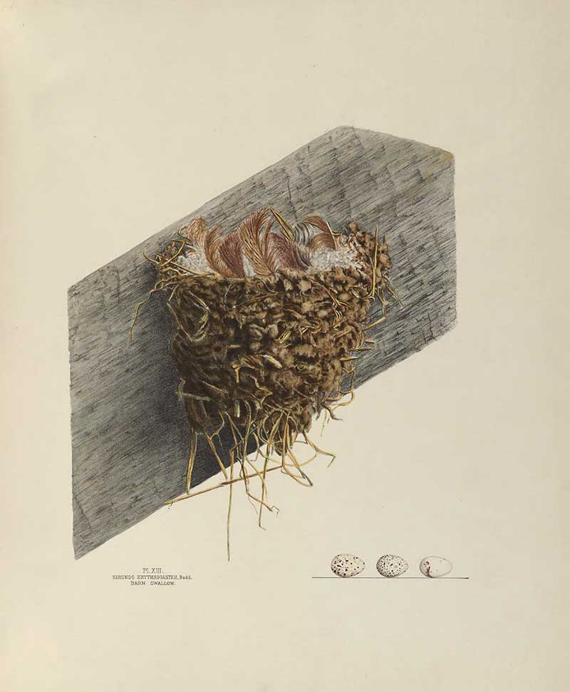 Barn Swallow birds nest illustration