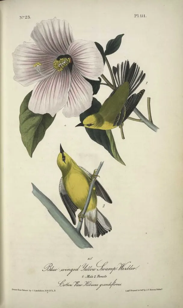 Swamp warbler and cotton rose
