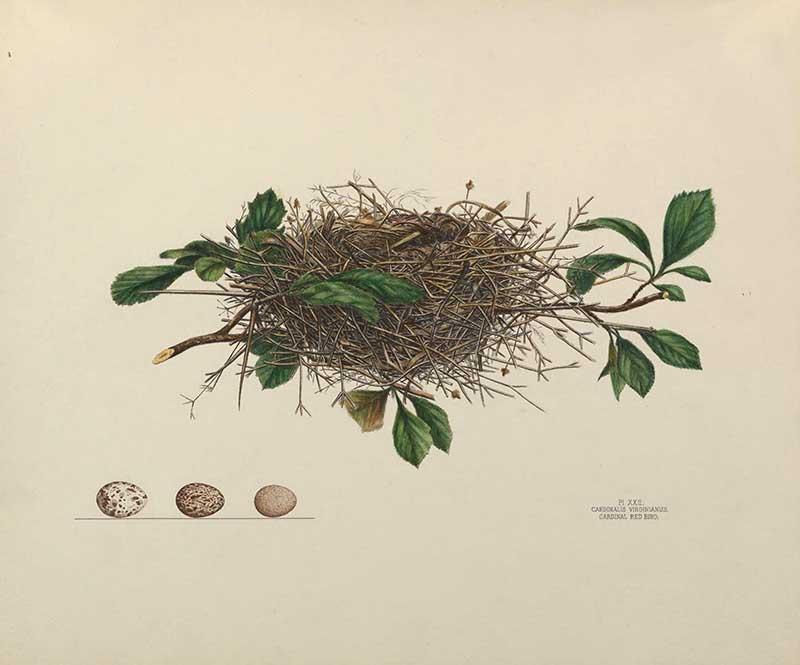 Cardinal redbird birds nest illustrations