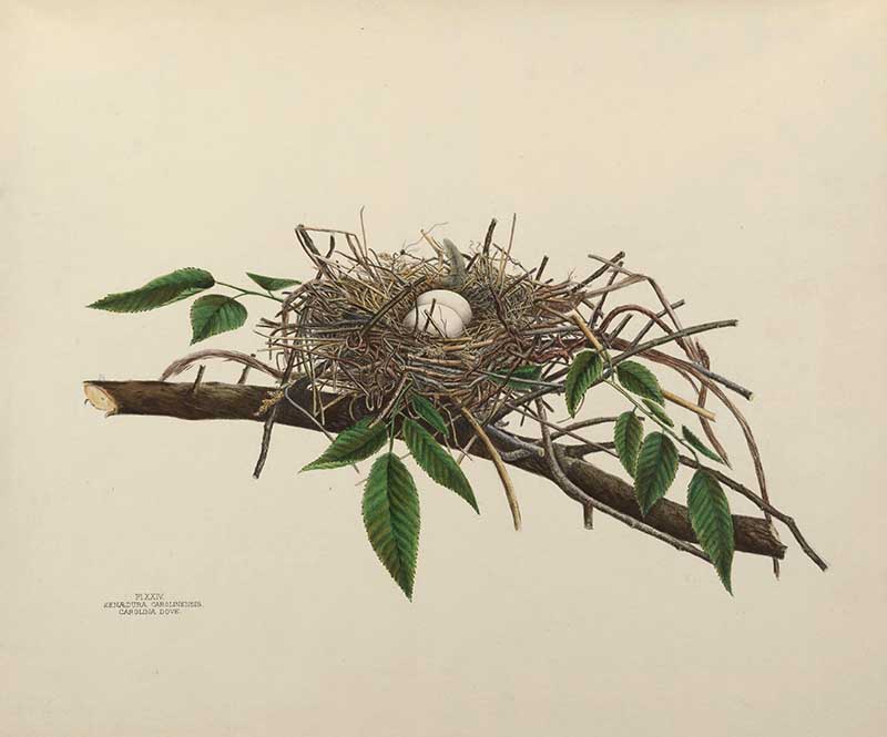 Turtle Dove nest and eggs