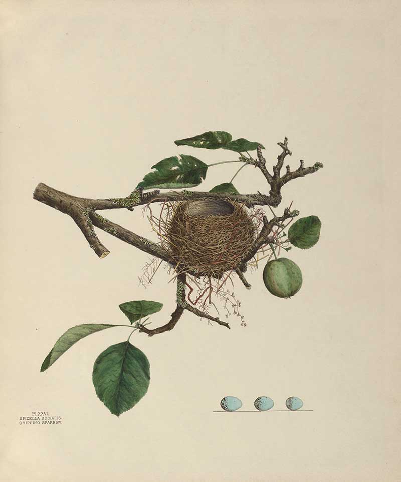 Chipping sparrow birds nest
