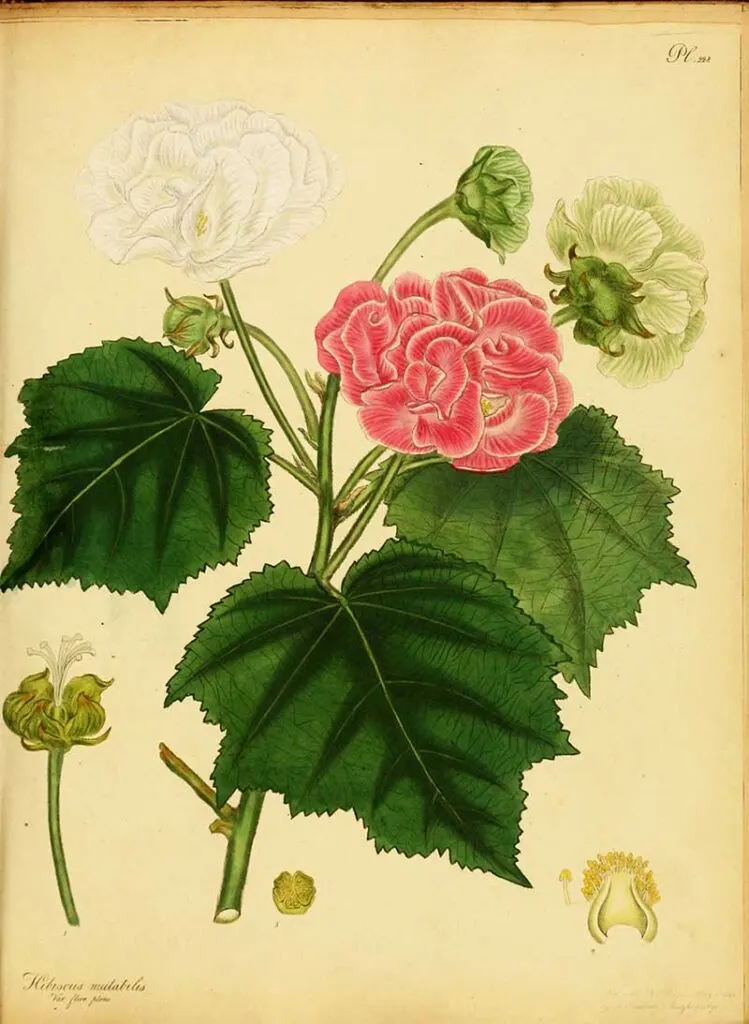 Confederate Rose - Hibiscus mutabilis